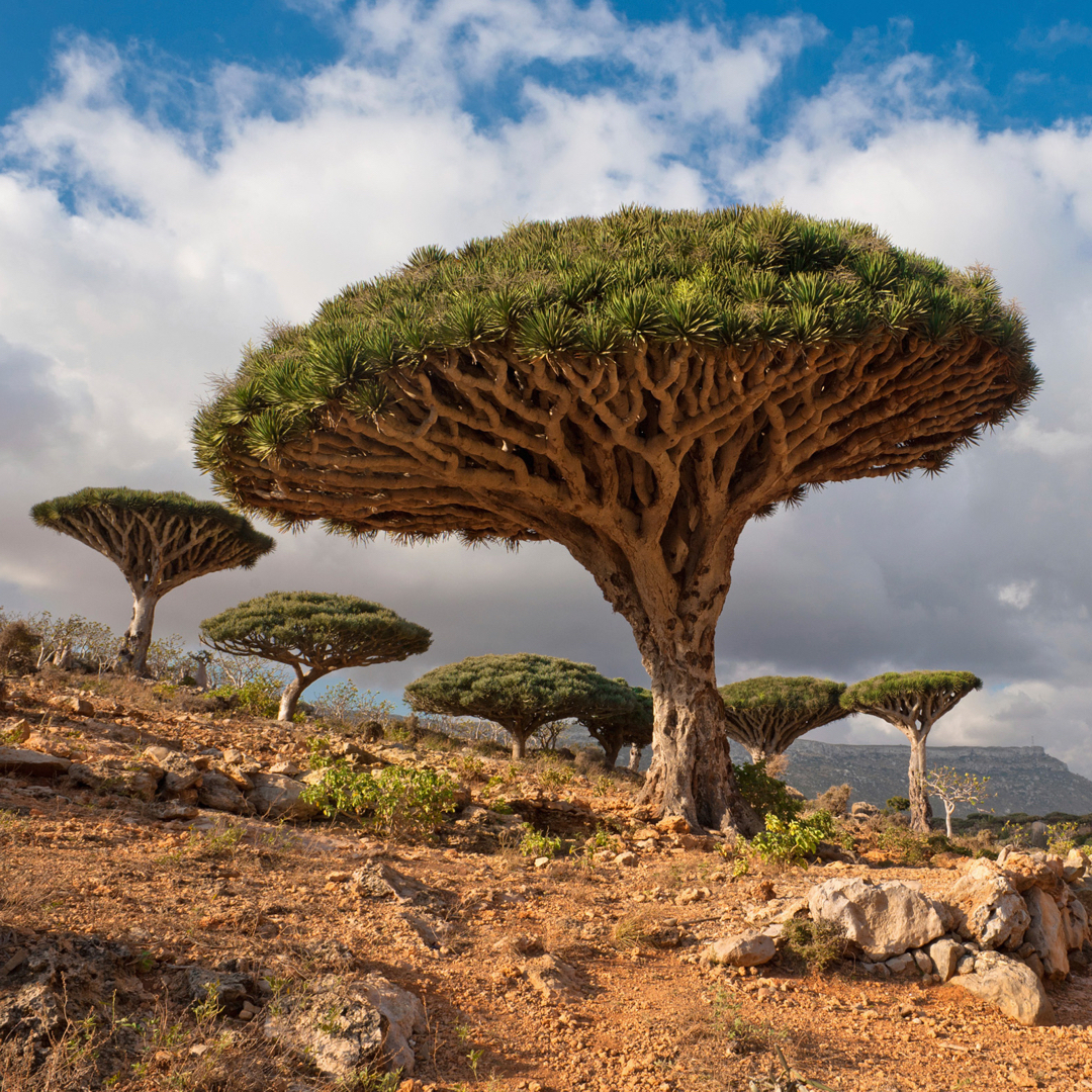 yemen vegetation