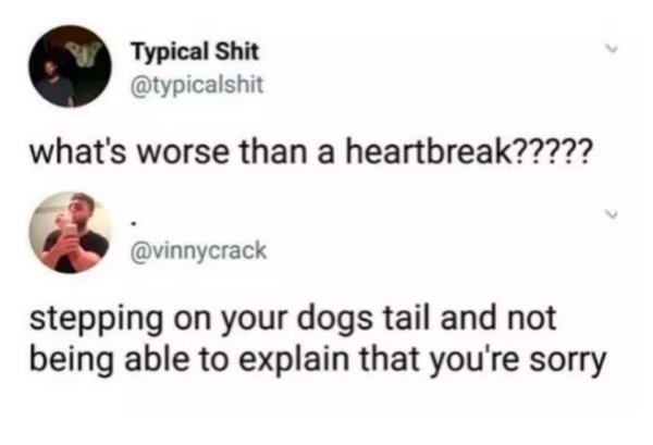 memes - meme whats worse than - Typical Shit what's worse than a heartbreak????? stepping on your dogs tail and not being able to explain that you're sorry