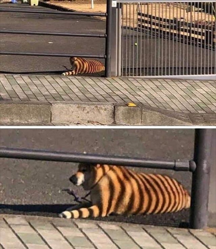 mildly infuriating pic of a dog with shadow stripes looking like a tiger