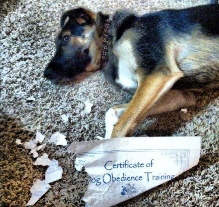 mildly infuriating pic of a shredded puppie school diploma