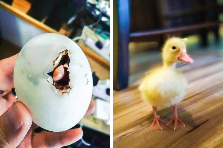 mildly infuriating pic of person raising the duck that hatched from the egg she meant to eat