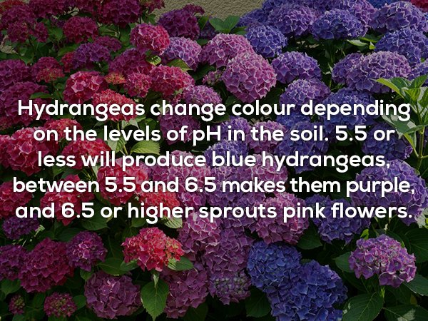 hydrangea - Hydrangeas change colour depending on the levels of pH in the soil. 5.5 or less will produce blue hydrangeas,. between 5.5 and 6.5 makes them purple, and 6.5 or higher sprouts pink flowers.