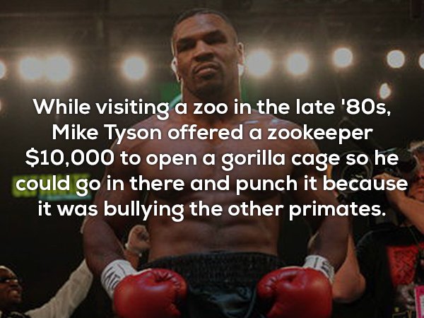 mike tyson fighter - While visiting a zoo in the late '80s, Mike Tyson offered a zookeeper $10,000 to open a gorilla cage so he could go in there and punch it because it was bullying the other primates.