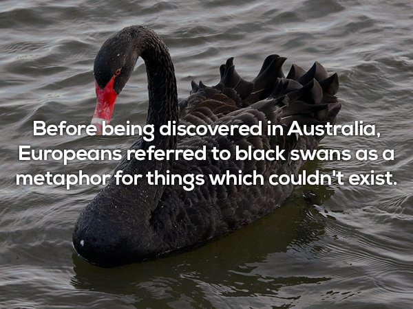 Swans - Before being discovered in Australia, Europeans referred to black swans as a metaphor for things which couldn't exist.