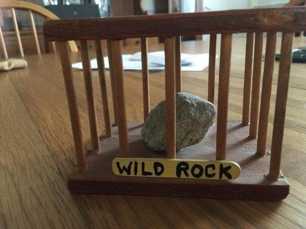 “My moms pet rock dubbed a “wild rock” from the 1960’s.”