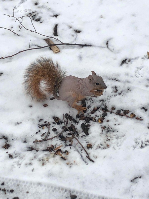 Bald squirrel.