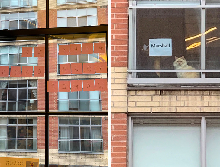 “Every day we stare out the window at a cat in someone’s apartment. Weeks ago we asked what its name was. Today they obliged and we’ve never been happier.”