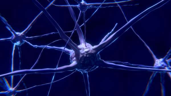 nerve cells in brain