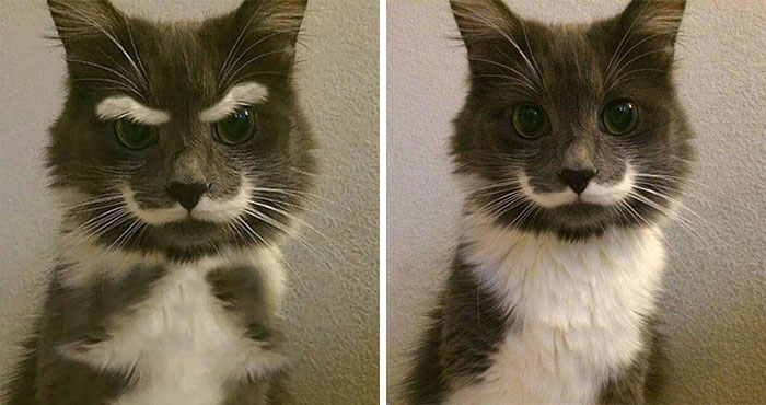 fake cat with mustache