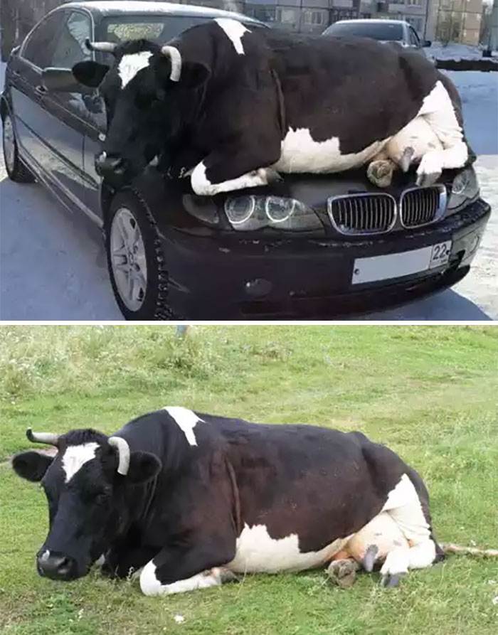 fake cow chilling on a car