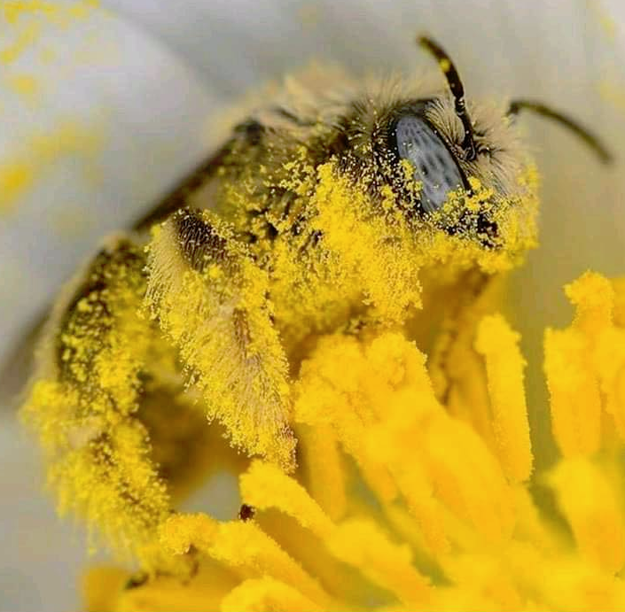 memes - bee covered in pollen meme