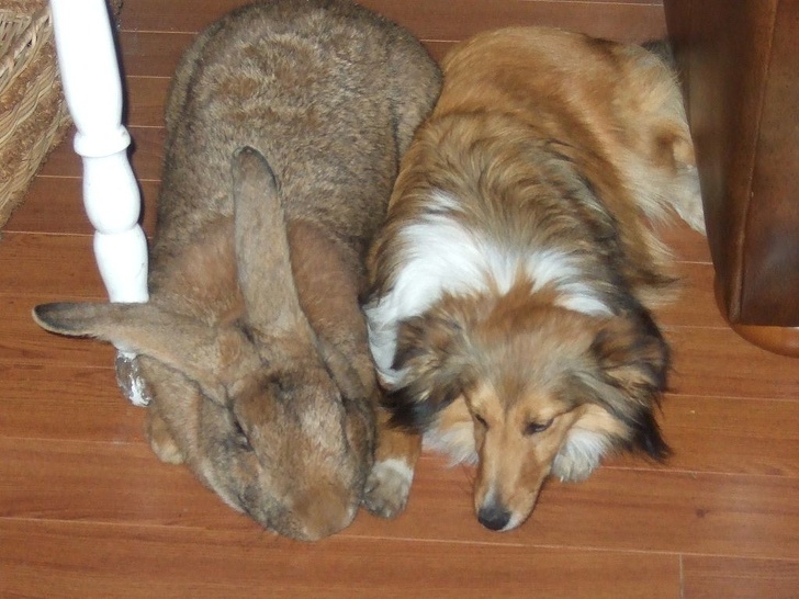 This Flemish Giant rabbit can certainly play with the big dogs.