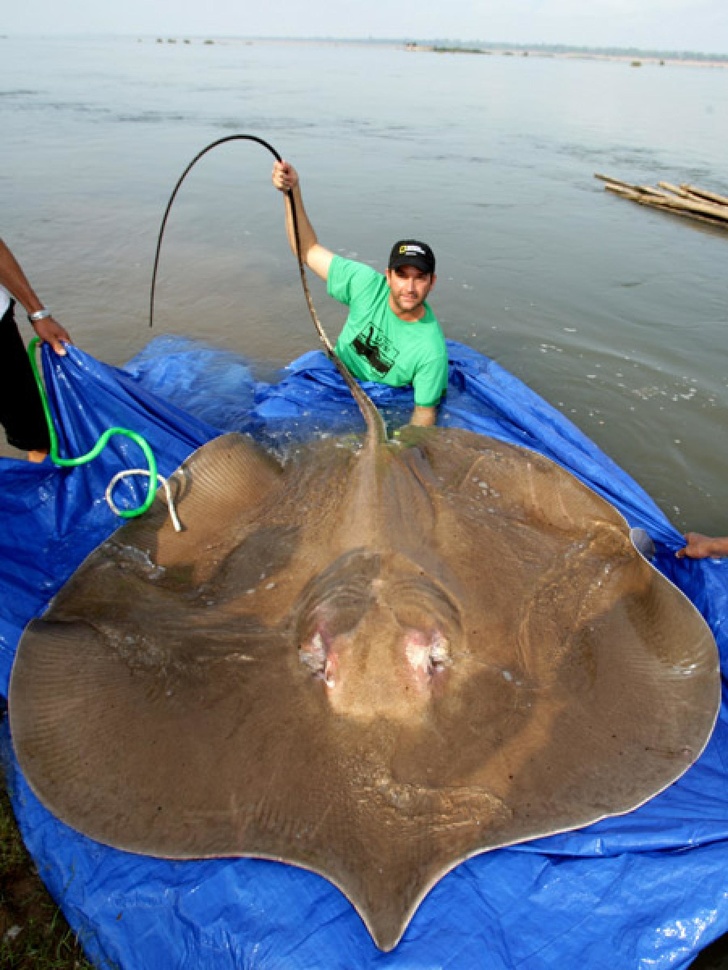 This huge stingray almost looks like a giant pancake!