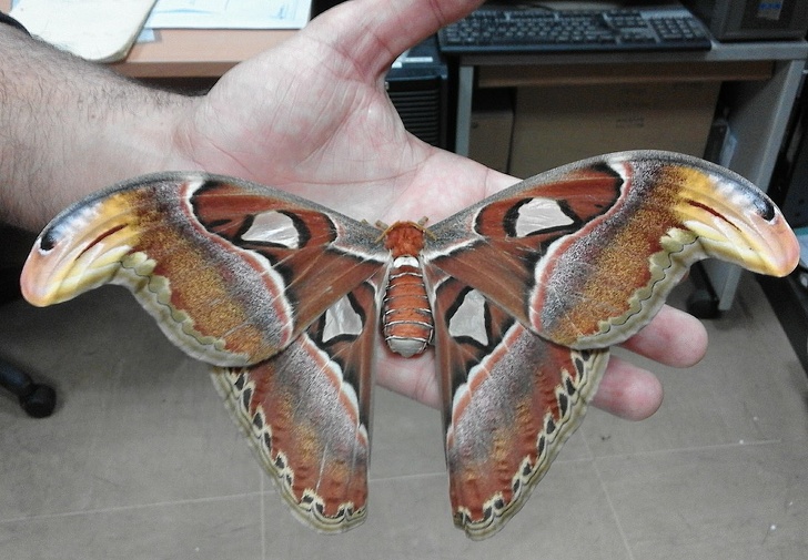 The Attacus Atlas moth is one of the largest moths in the world.