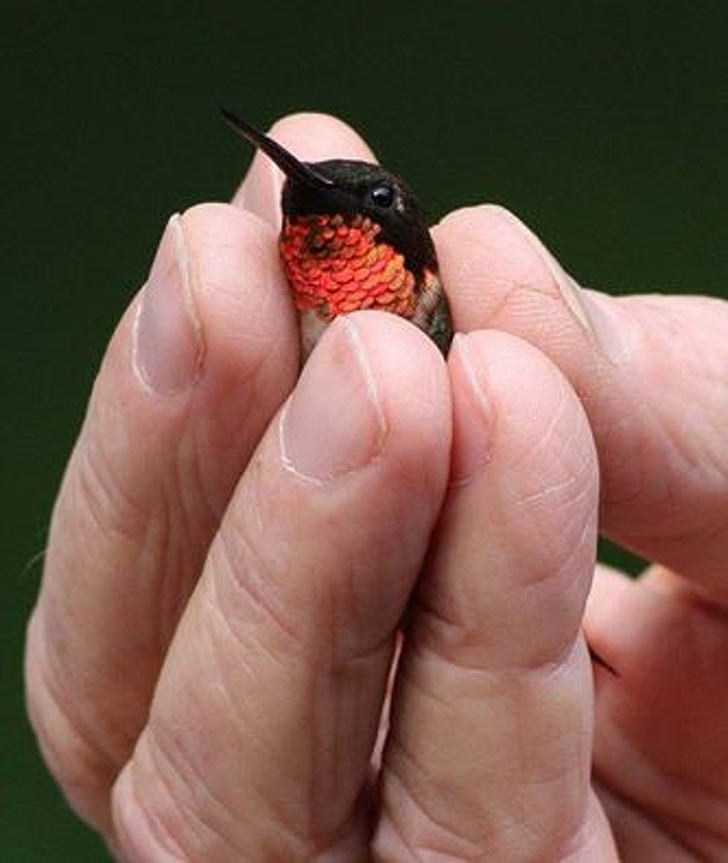 Here’s a bird so tiny that it can fit inside the palm of your... fingers.
