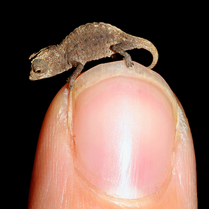 This Brookesia micra chameleon can fit on the tip of a finger.