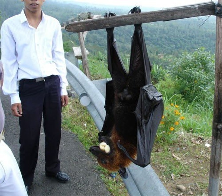 The Pemba flying fox can have a wingspan of over 5 feet.