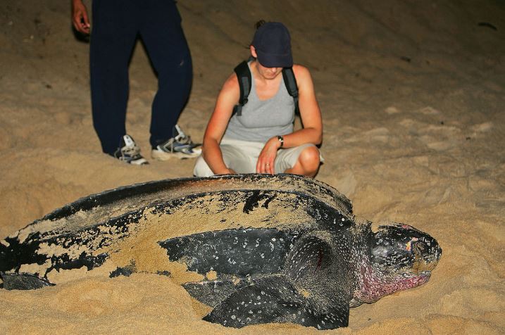 The Leatherback sea turtle is the largest living turtle in the world.