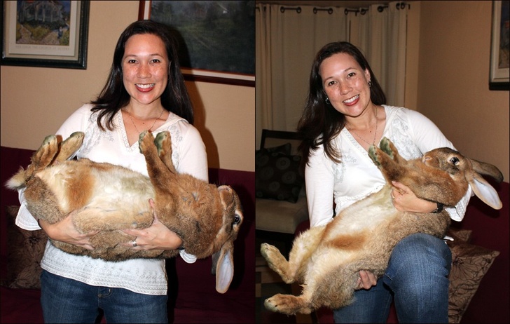 This rabbit weighs around 20 pounds!