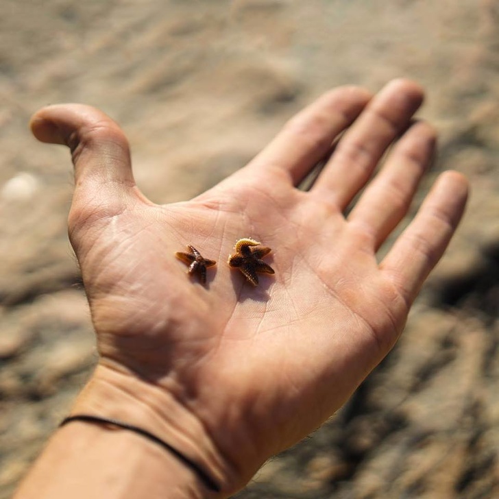Here are 2 tiny starfish that can fit in the palm of your hand... with room to spare.