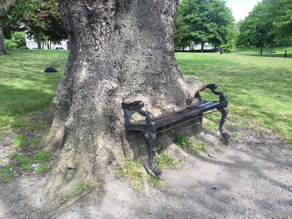 meme with a bench taken over by a tree