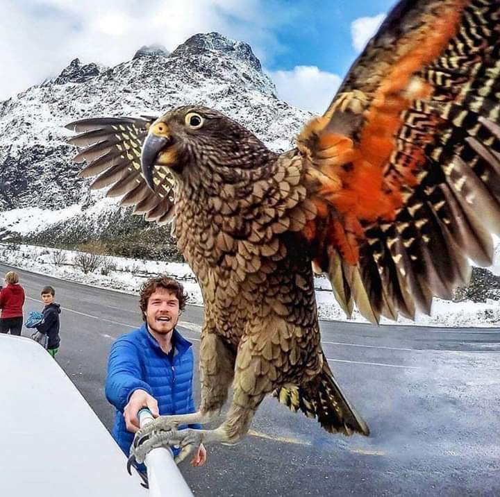 meme with a bird landing on a selfie stick mid picture
