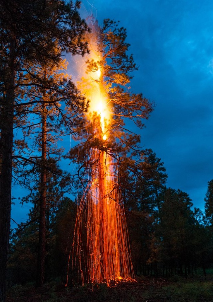 “I went for a walk in the forest and happened upon this ponderosa pine tree that had been struck by lightning near Flagstaff, Arizona.”