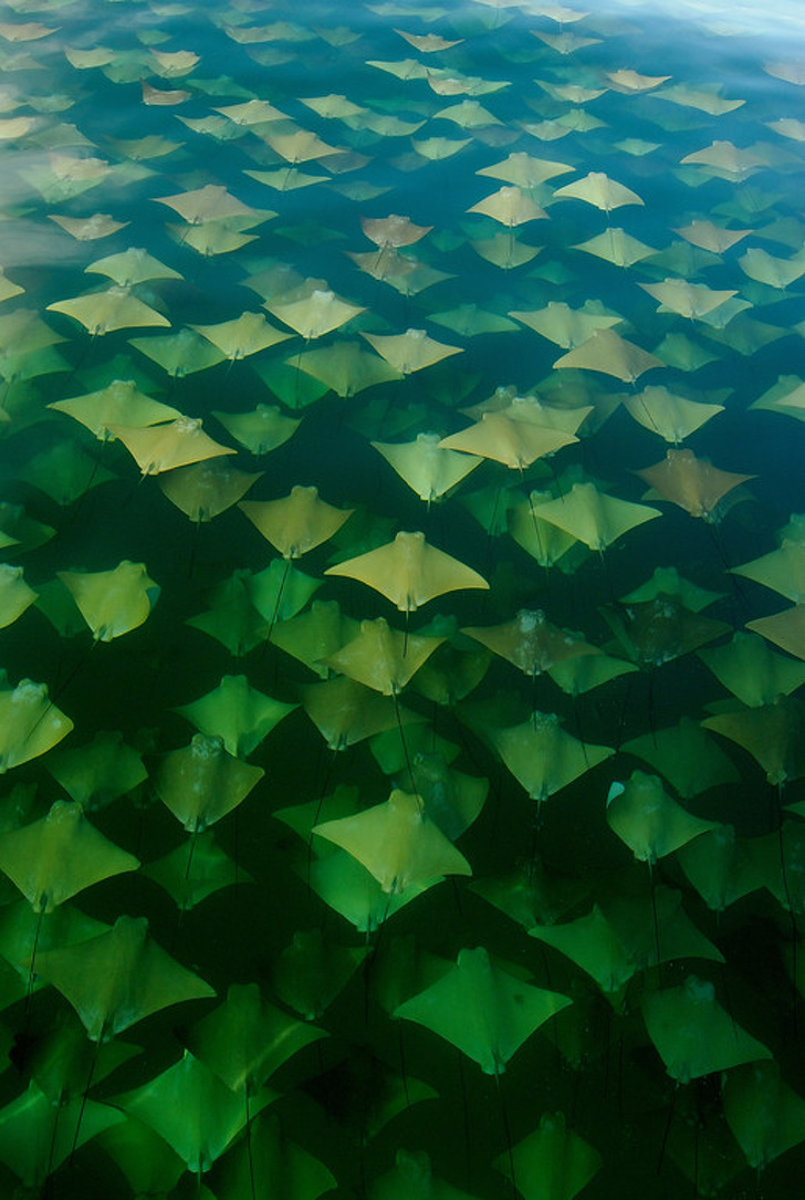 A stingray migration caught on camera is a spectacular sight indeed.