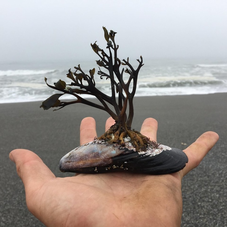 It’s a small but stunning spectacle of a natural ocean bonsai.