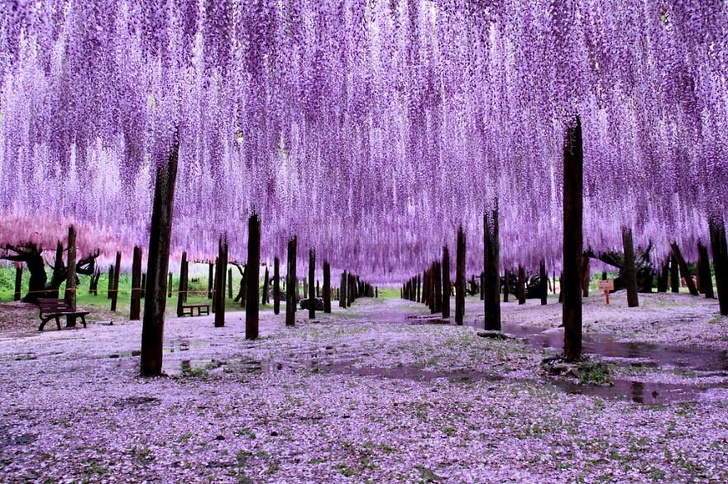 These Wisteria trees in Japan are the most wonderful color. Imagine seeing these in person!