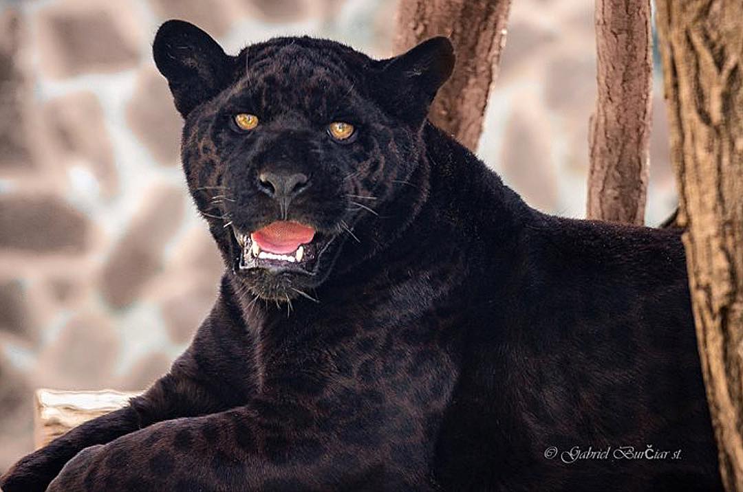 A black jaguar from a Slovakian zoo