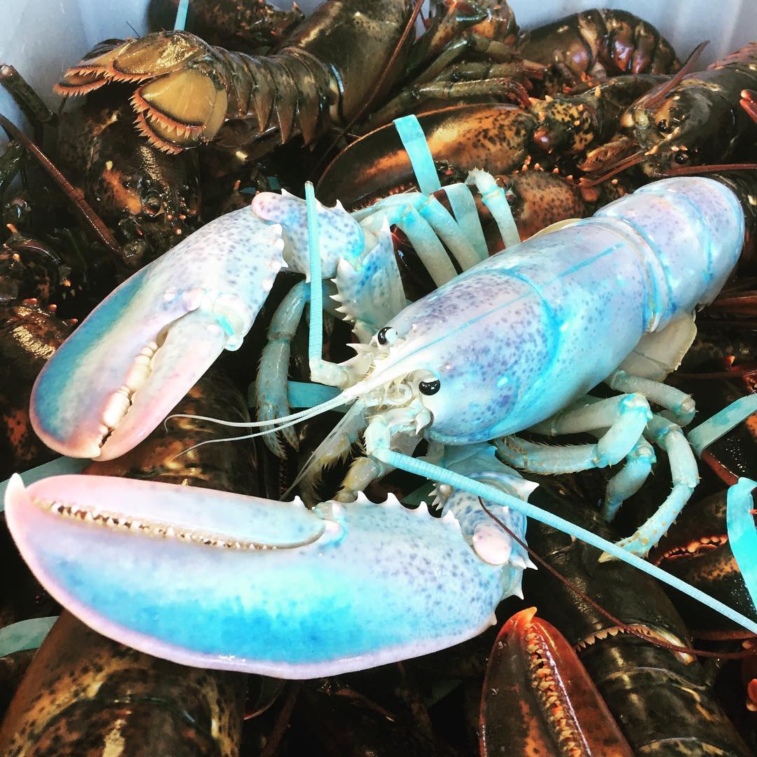 Rainbow lobster