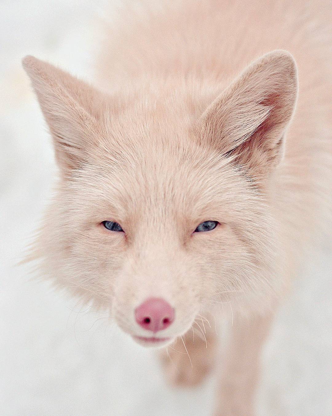 Miko the fox is a rose champagne color.