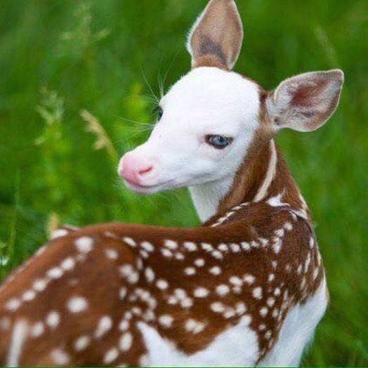 This beautiful piebald fawn looks as if it’s wearing a masquerade mask.