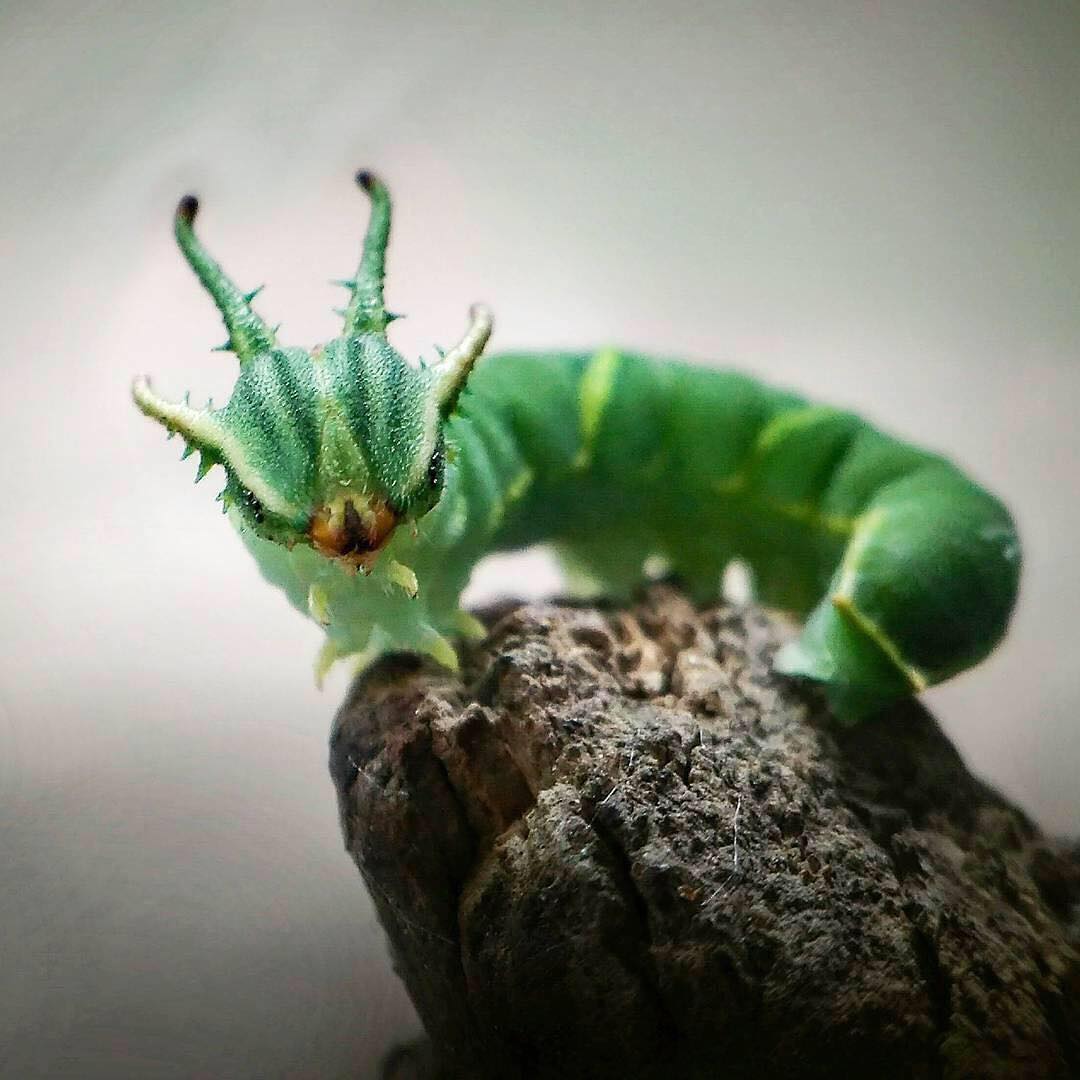 This caterpillar looks like a small copy of a Chinese dragon.