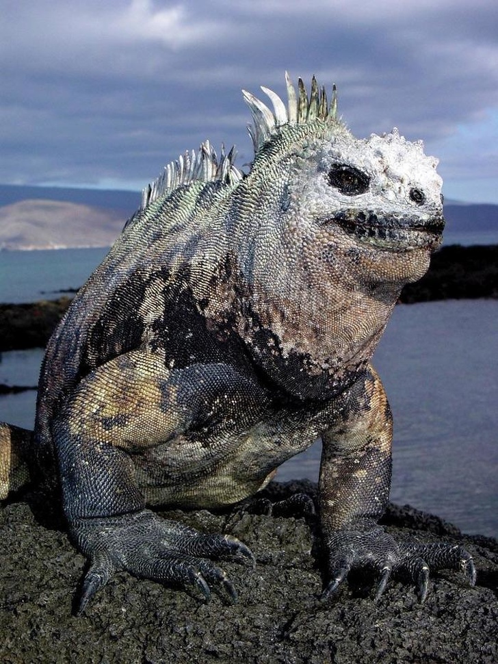 This marine iguana looks as if it’s participating in the shooting of the sequel to Mad Max.