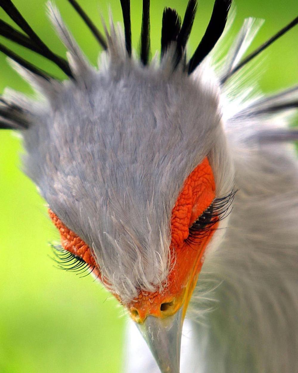 Maybe you’ve heard about the Secretary Bird before, but you have hardly ever seen its eyelashes.