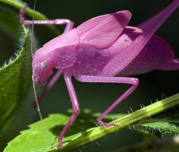 The pink grasshopper is real too.