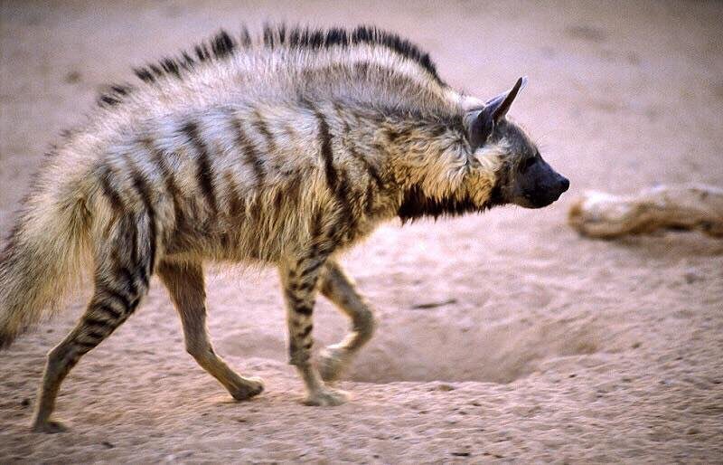 This Striped Hyena looks like a punk rocker!