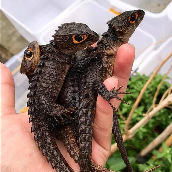 Scientists call them Red-Eyed Crocodile Skinks, but we still believe they are mini pet dragons.