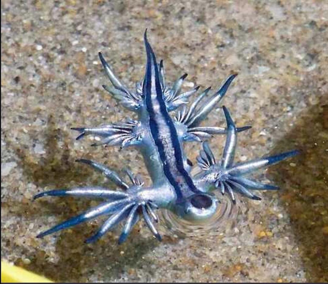 This Blue Sea Slug’s name is elegance.