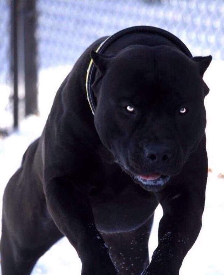 There may have been panthers in this pit bull’s family tree.