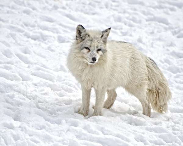 The arctic fox has thick, white fur during the winter and grey-brown fur during the summer in order to camouflage.