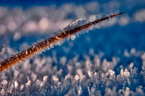 About 1,700 species of plants manage to thrive in the icy tundra conditions.