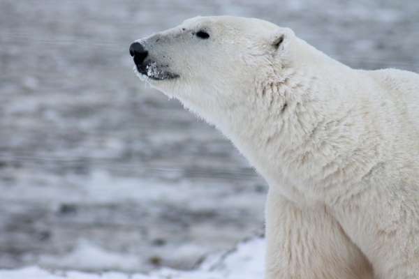 The word Arctic comes from the Greek word for bear, which is ‘arktos’.