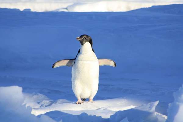 There are a total of 17 species of penguin, but only four breeding species on the Antarctic continent.