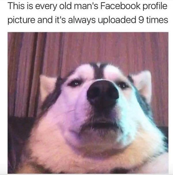 funny dog profile - This is every old man's Facebook profile picture and it's always uploaded 9 times