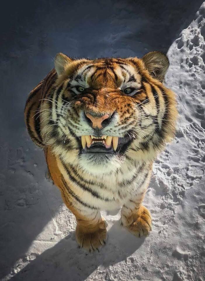 tiger smiling for the camera