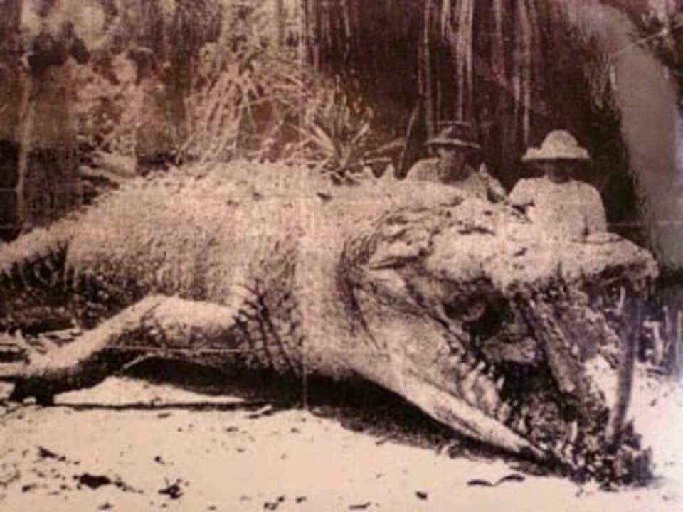 biggest crocodile