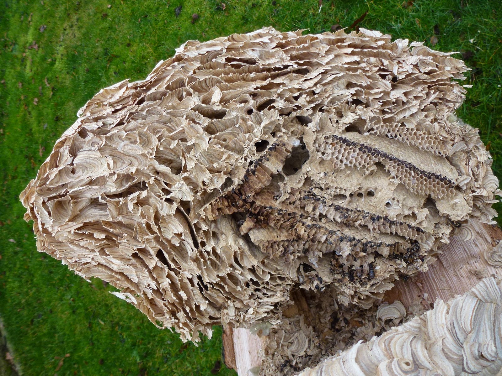 Wasp Nest